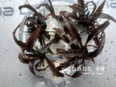 ADA 螺旋椒草(虎斑) Cryptocoryne spiralis tiger IC198